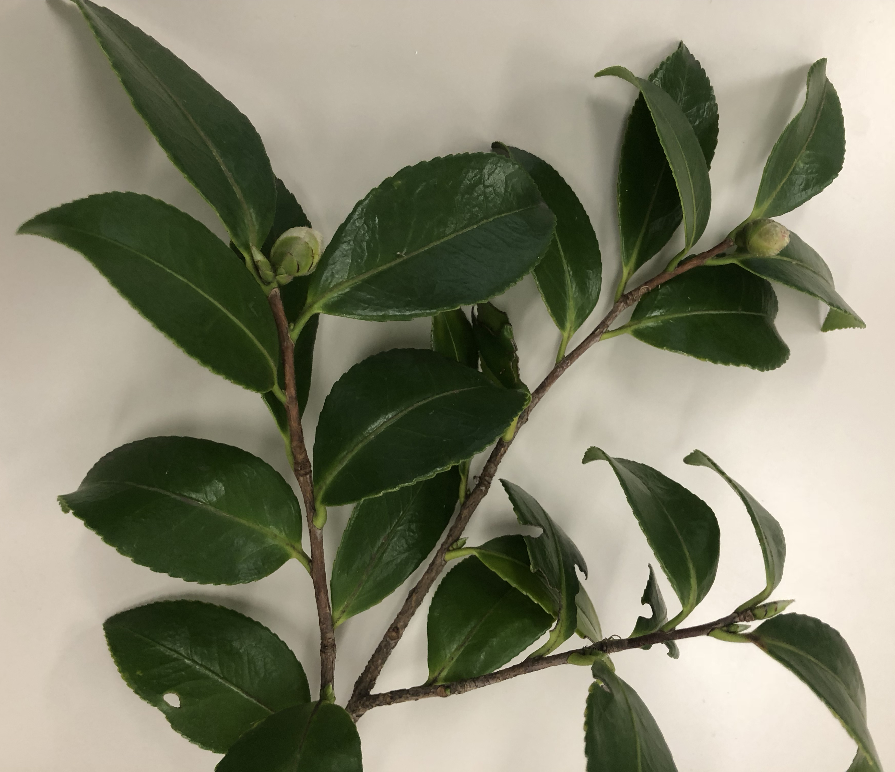 サザンカ - Camellia sasanqua