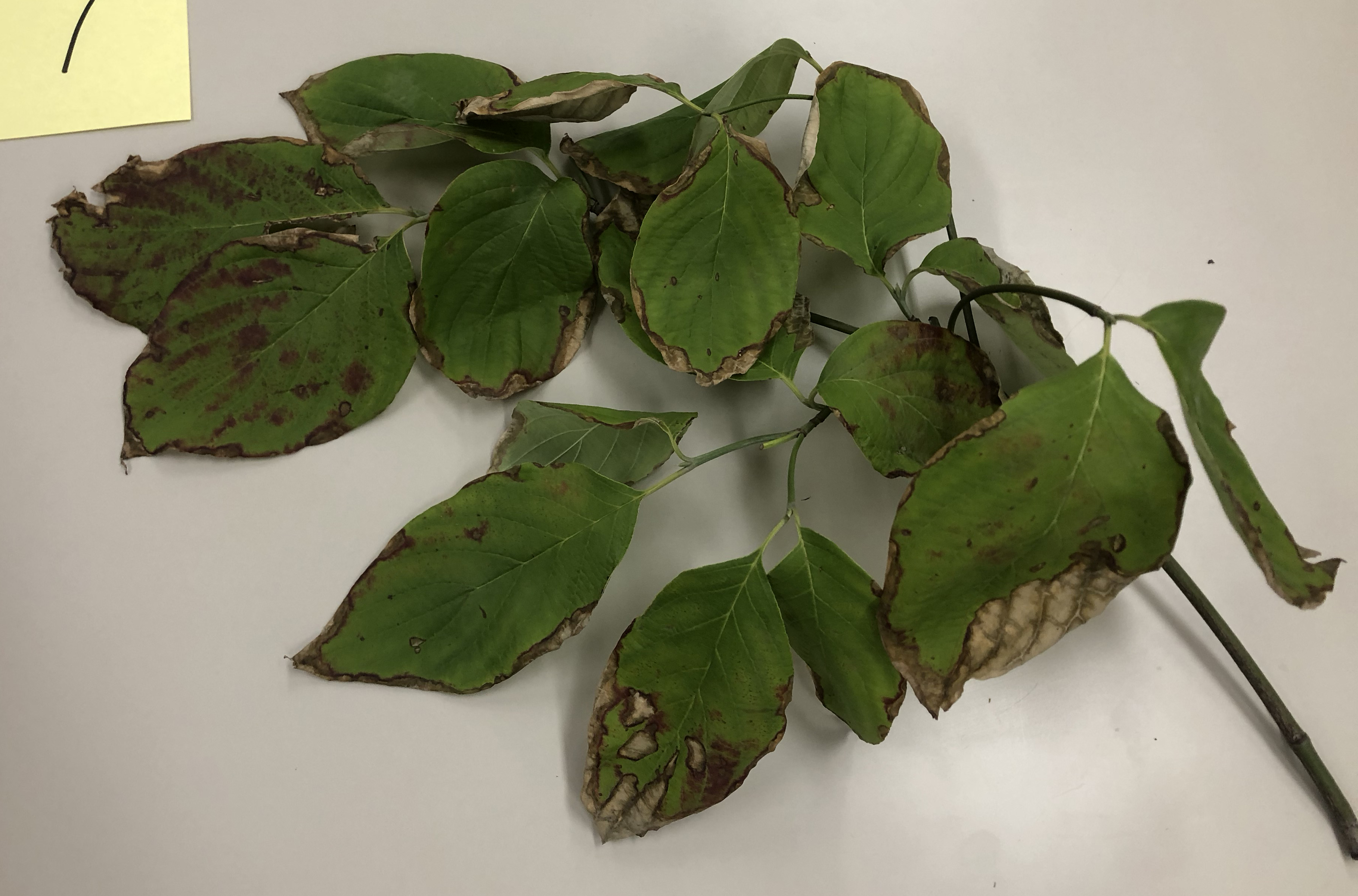 ハナミズキ - Benthamidia florida