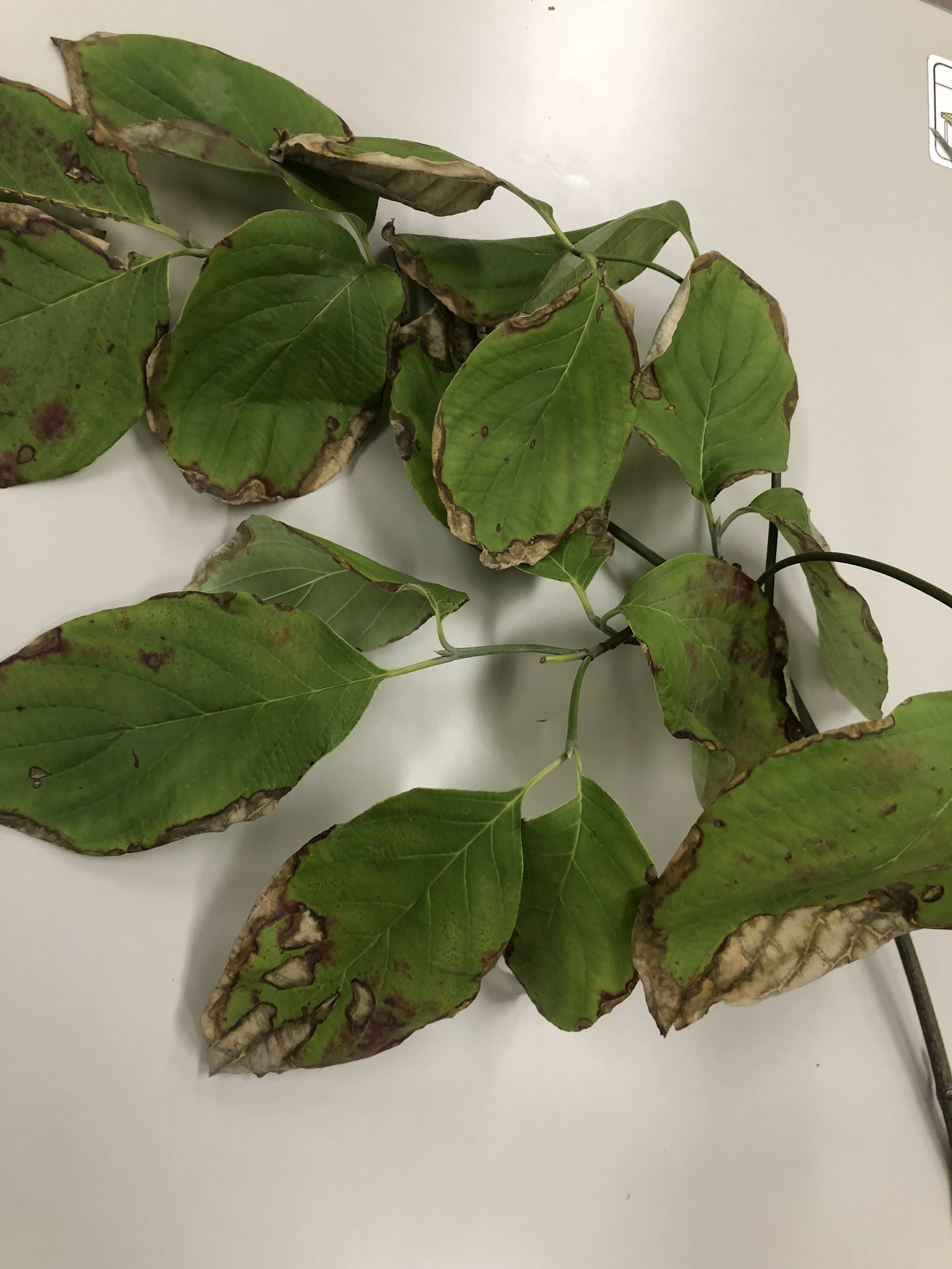 ハナミズキ - Benthamidia florida