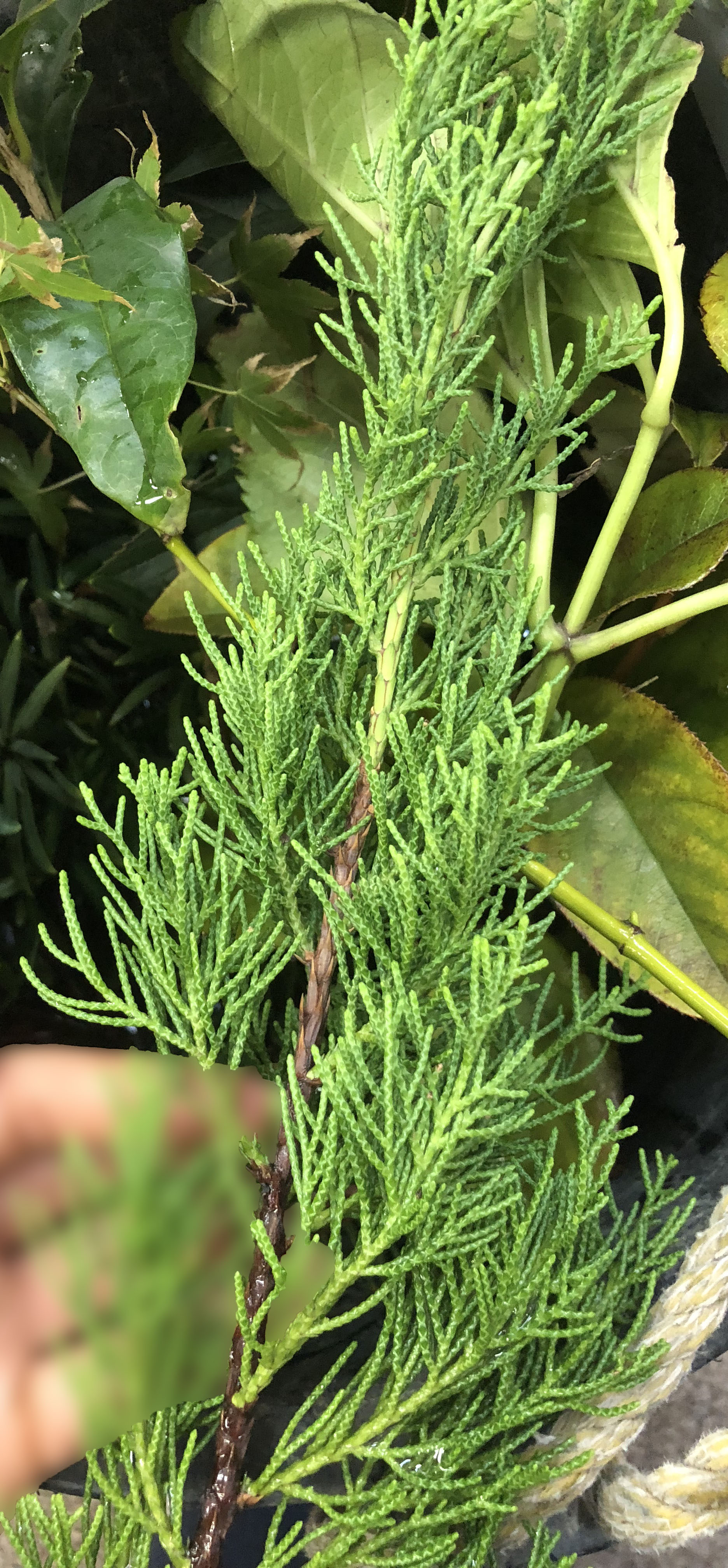 カイズカイブキ - Juniperus chinensis 'Kaizuka'