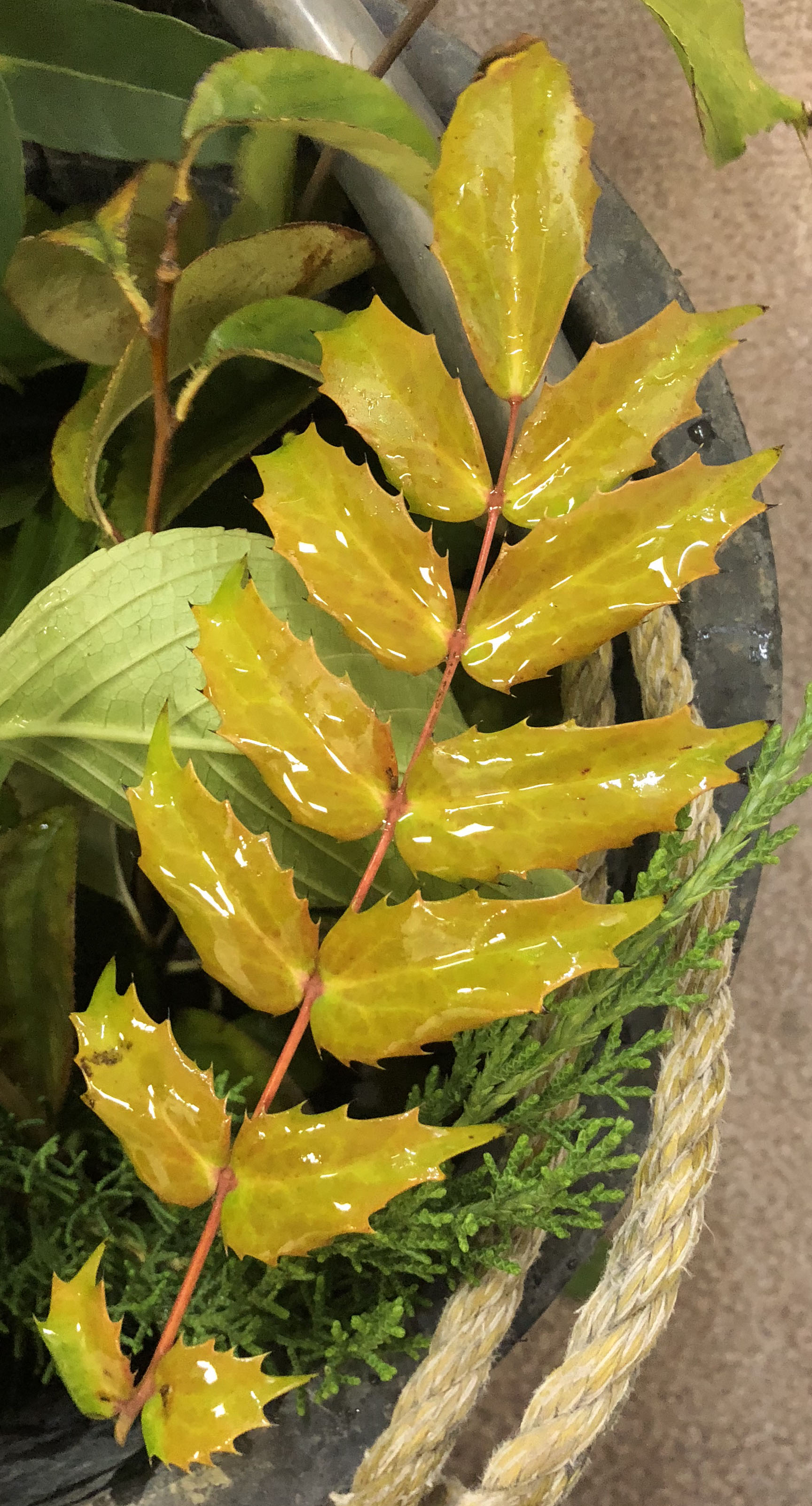 ヒイラギナンテン - Mahonia japonica