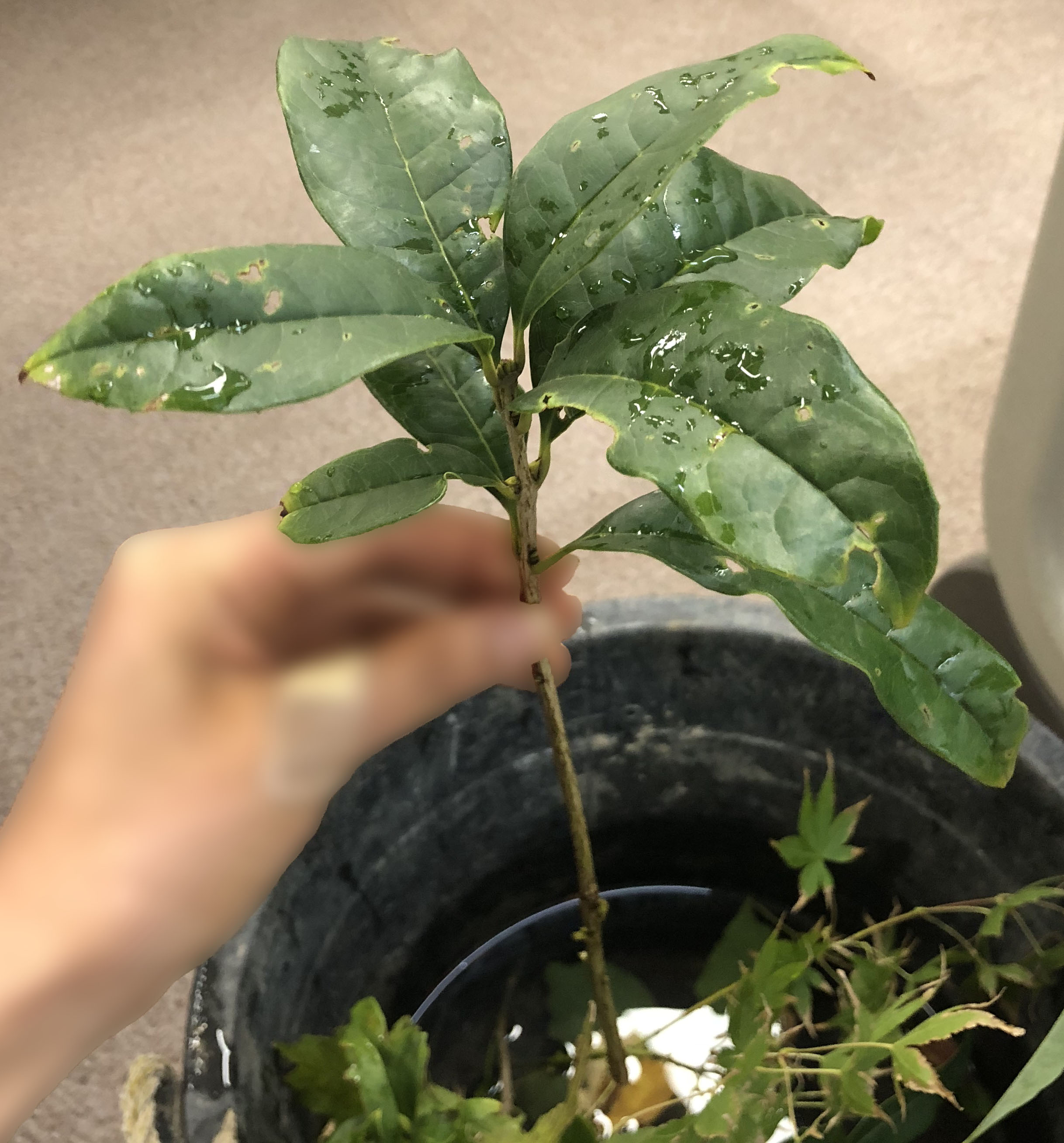 キンモクセイ - Osmanthus fragrans var. aurantiacus