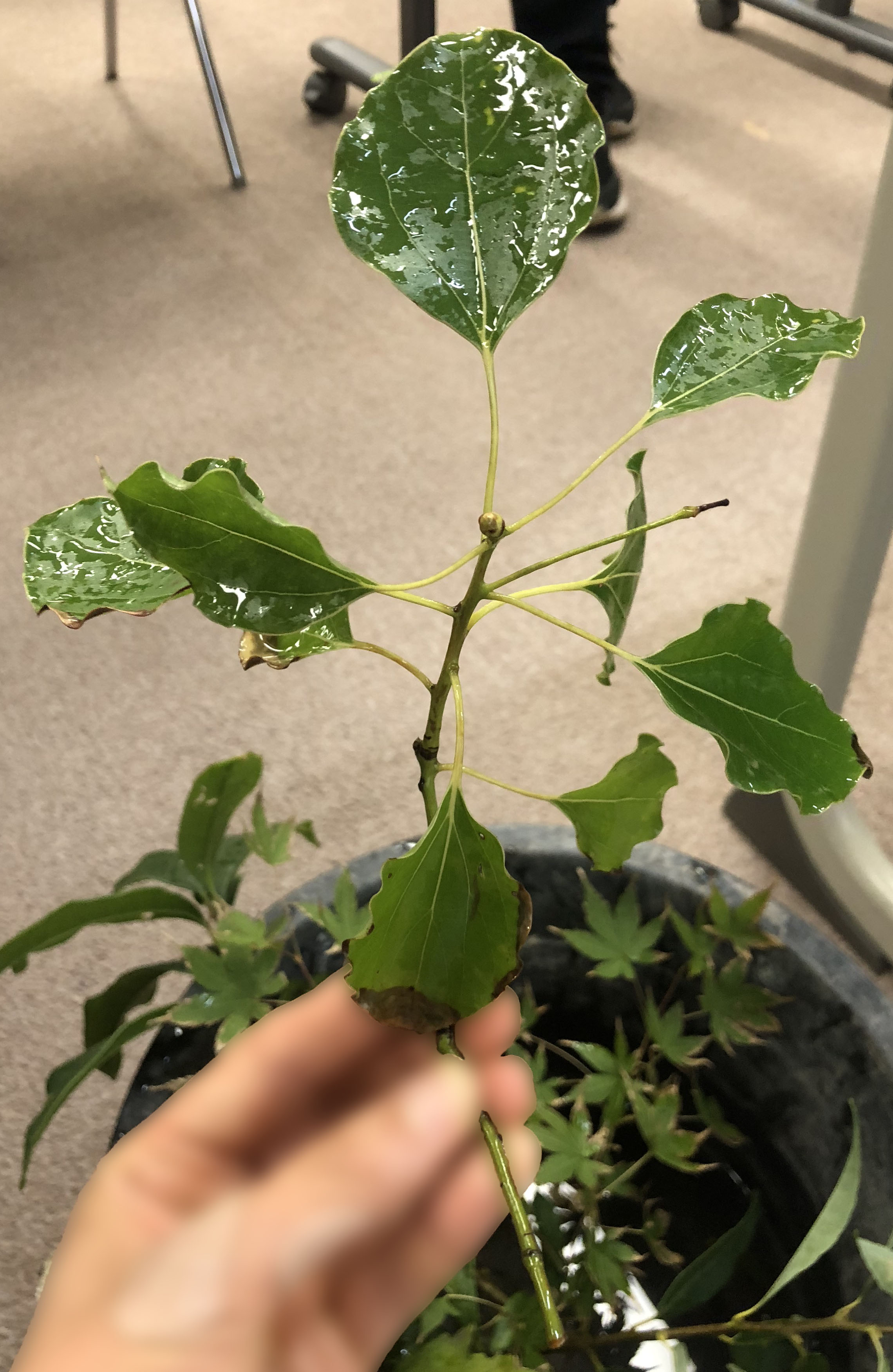 クスノキ - Cinnamomum camphora