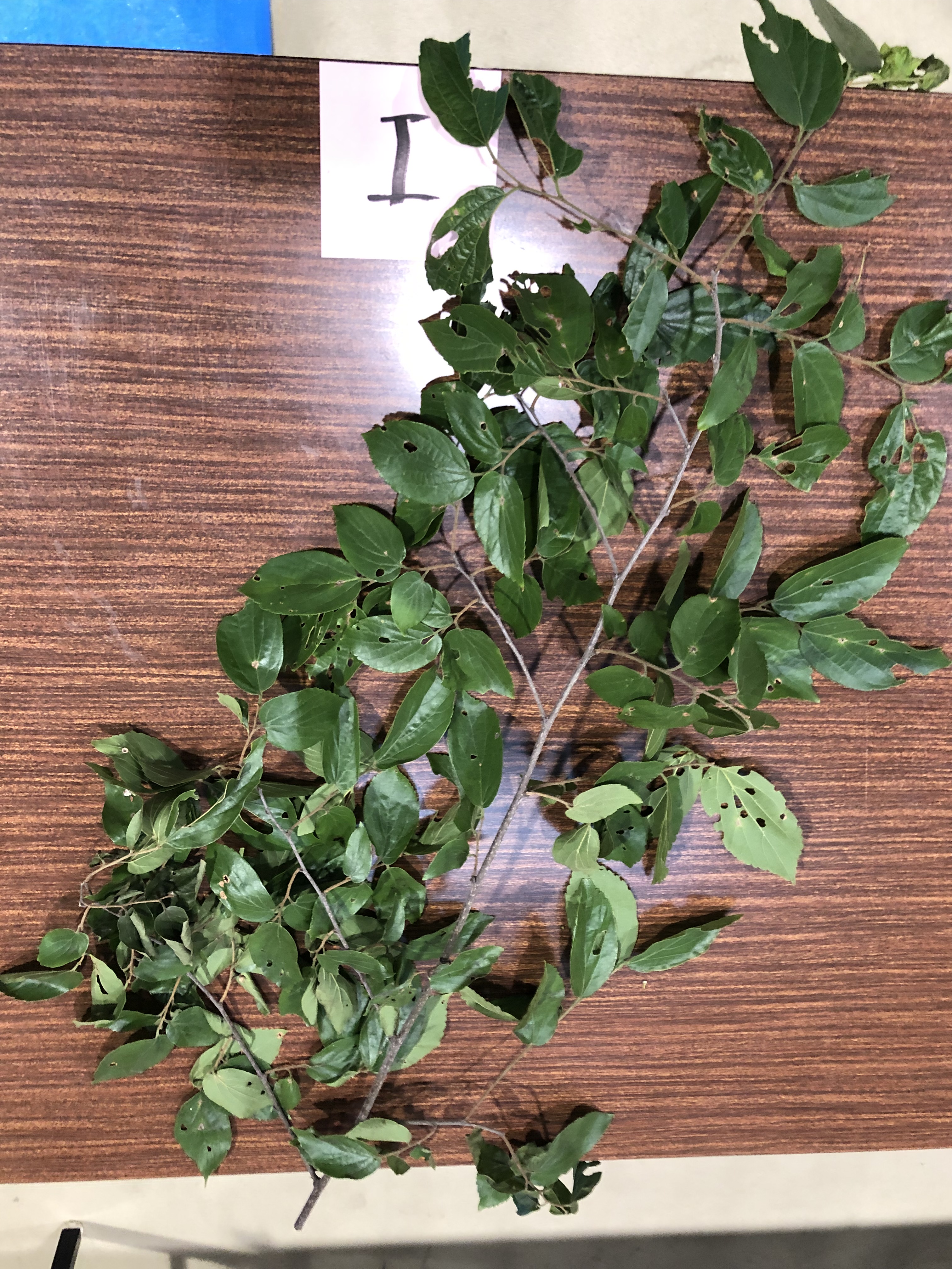 エノキ - Celtis sinensis