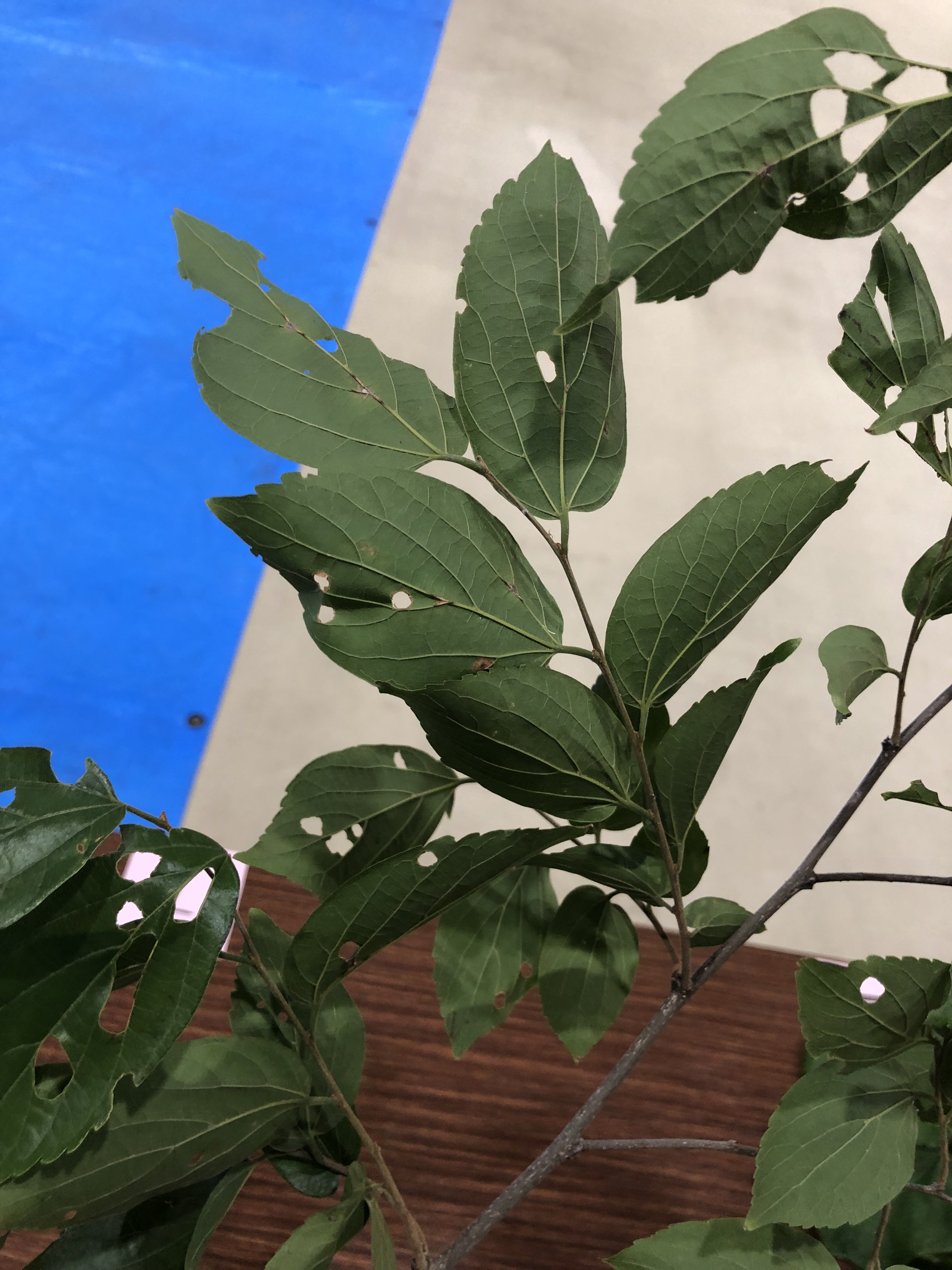 エノキ - Celtis sinensis