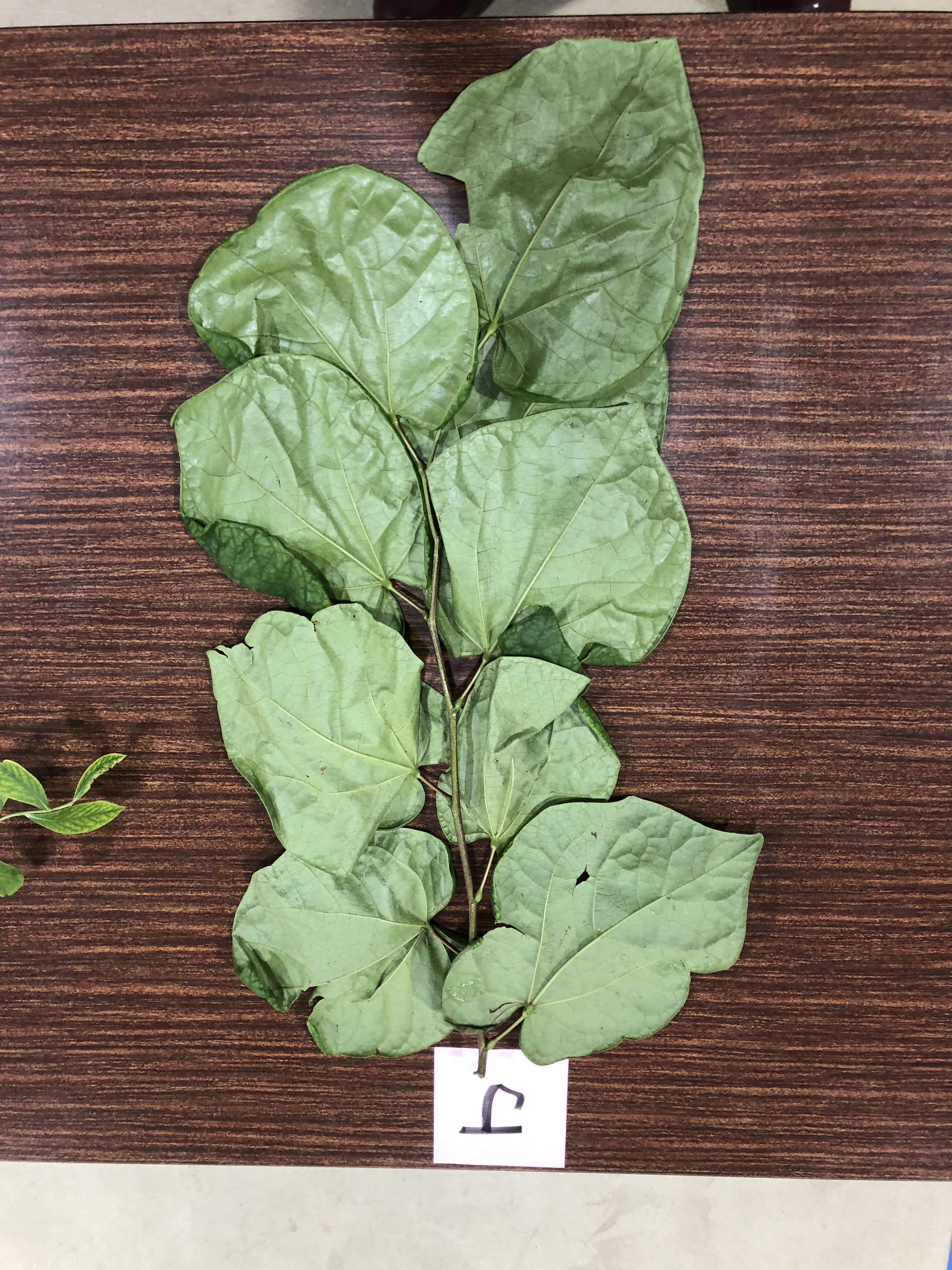 ハナスホウ - ハナズオウ - Cercis chinensis