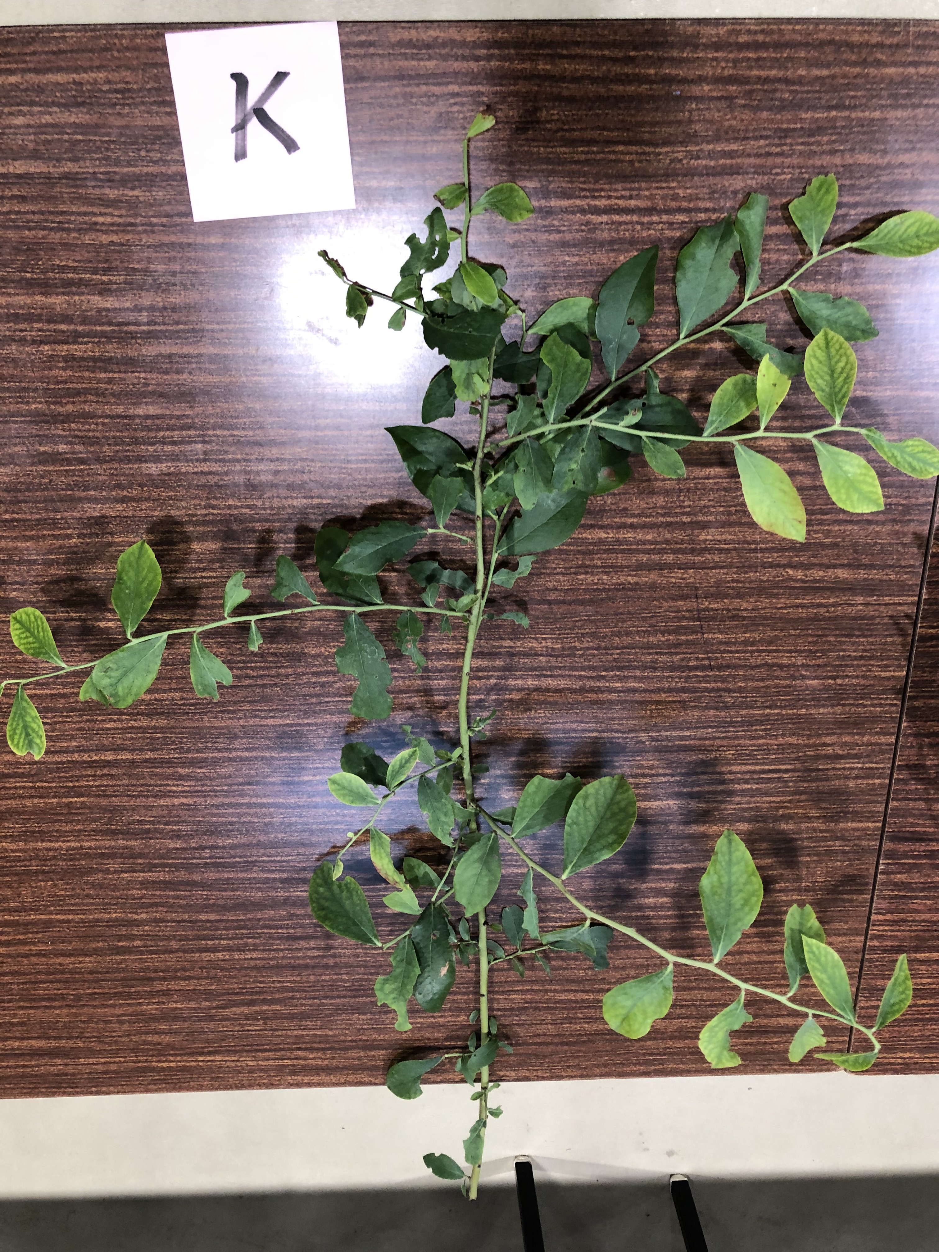 ブルーベリー - Vaccinium