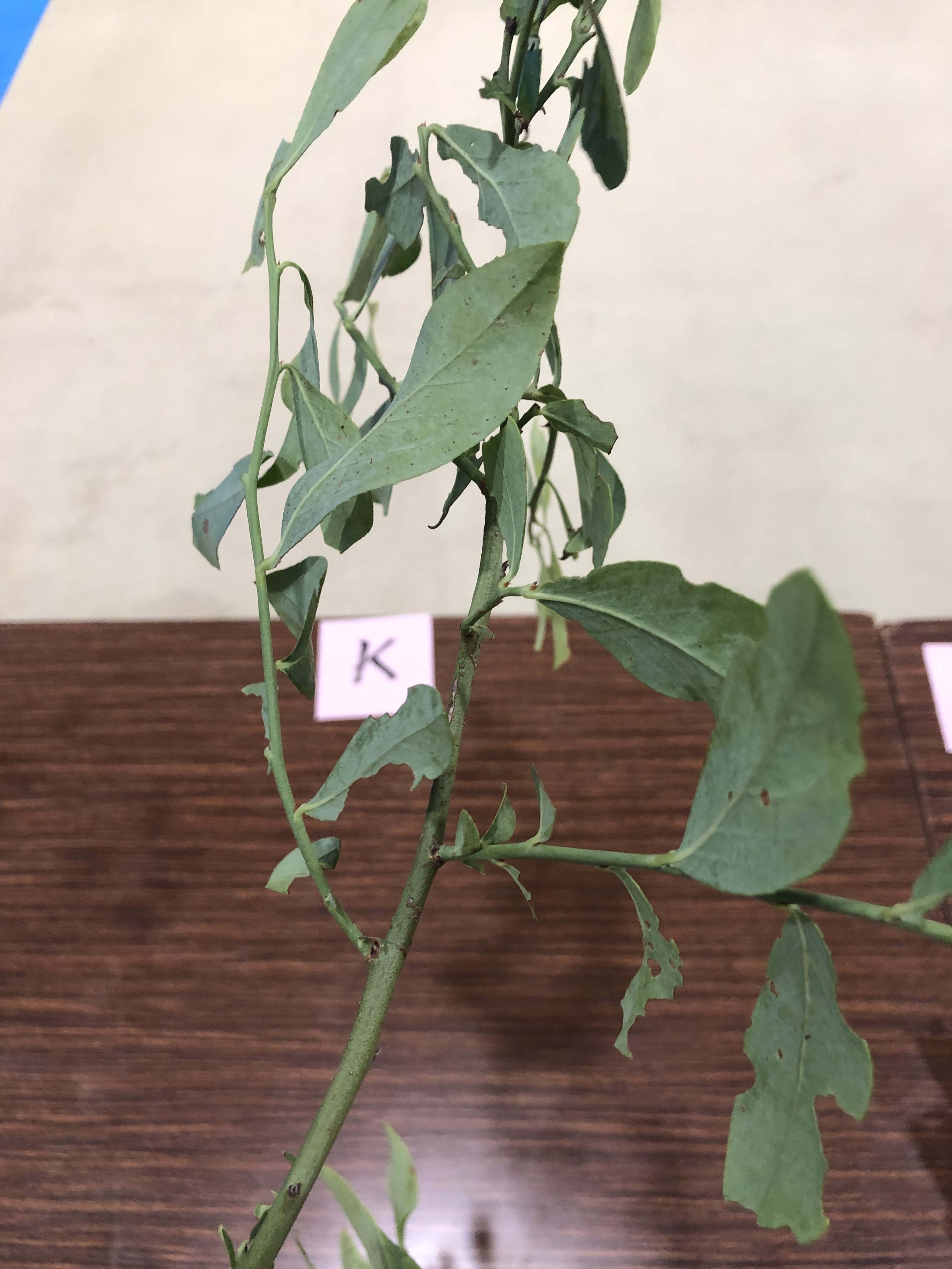 ブルーベリー - Vaccinium