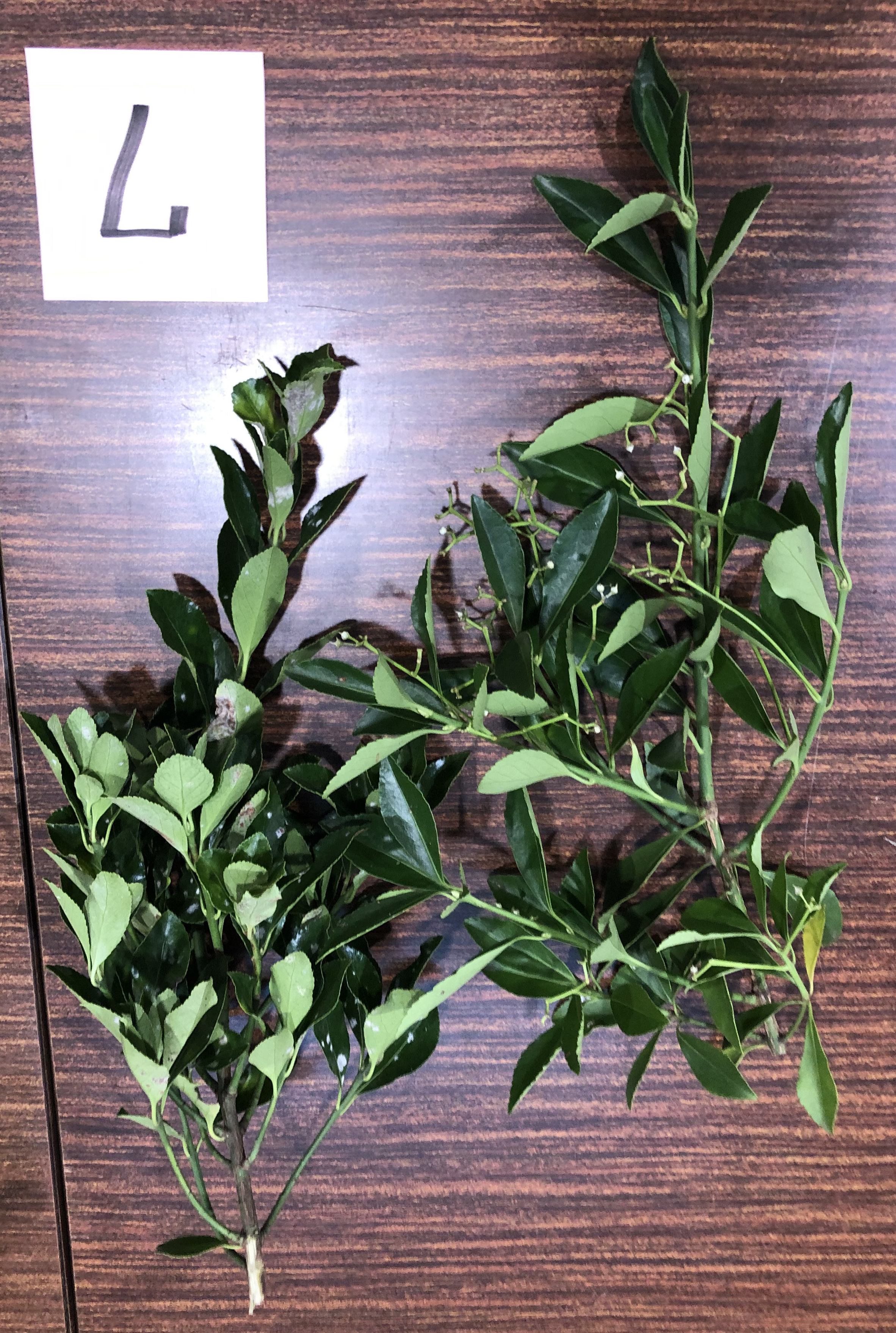 マサキ - Euonymus japonicus