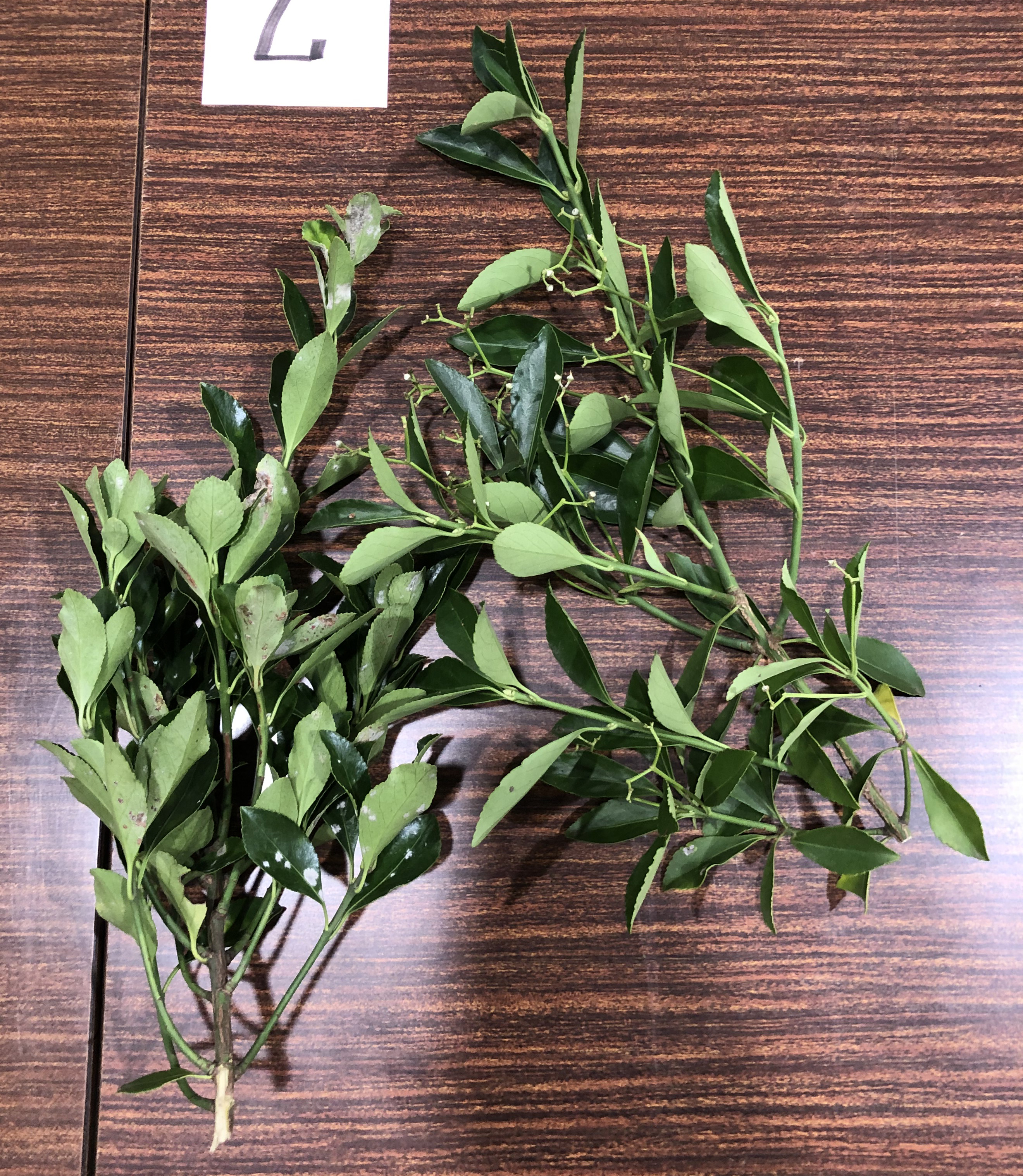 マサキ - Euonymus japonicus