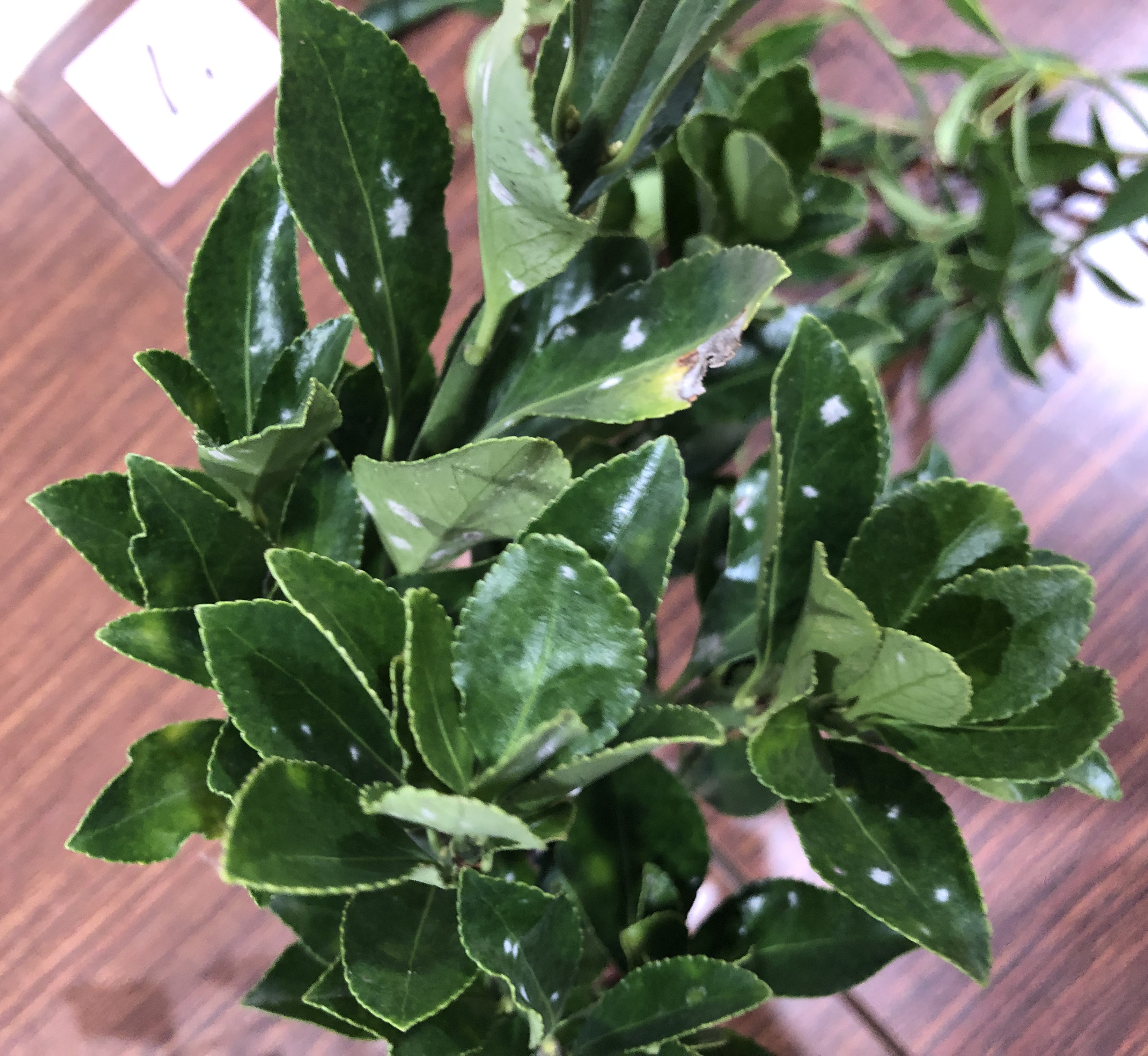 マサキ - Euonymus japonicus