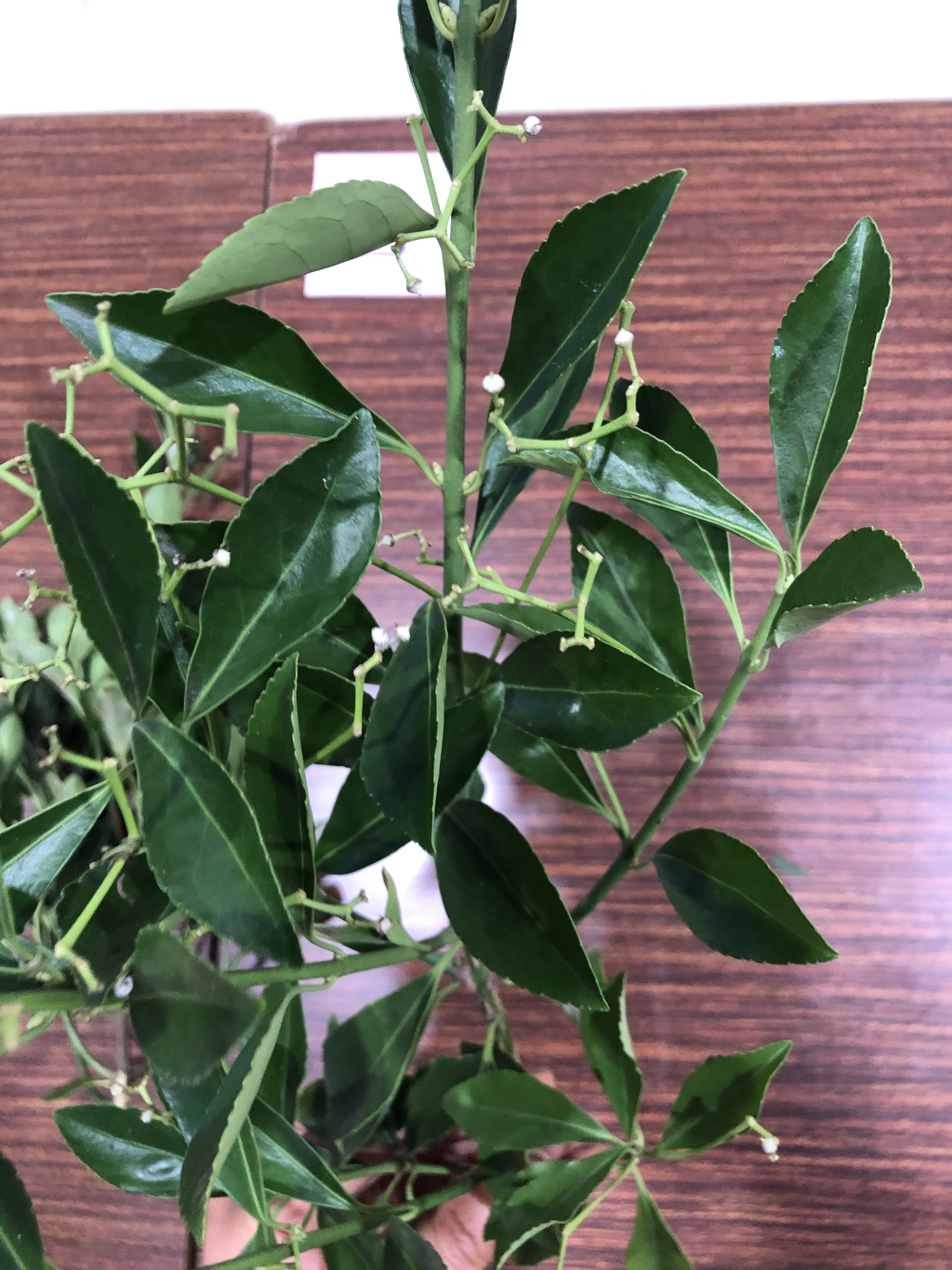 マサキ - Euonymus japonicus