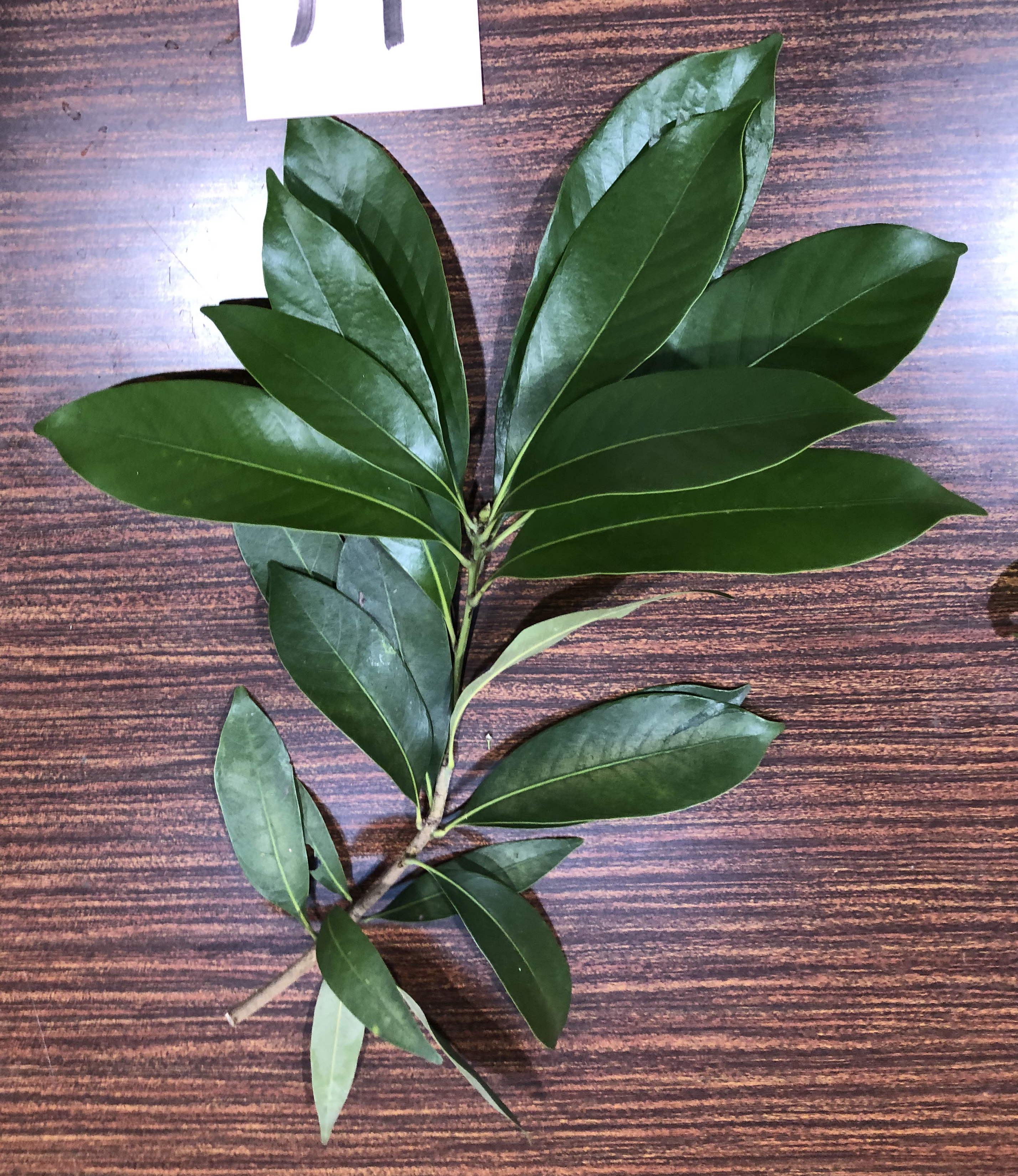 マテバシイ - Lithocarpus edulis