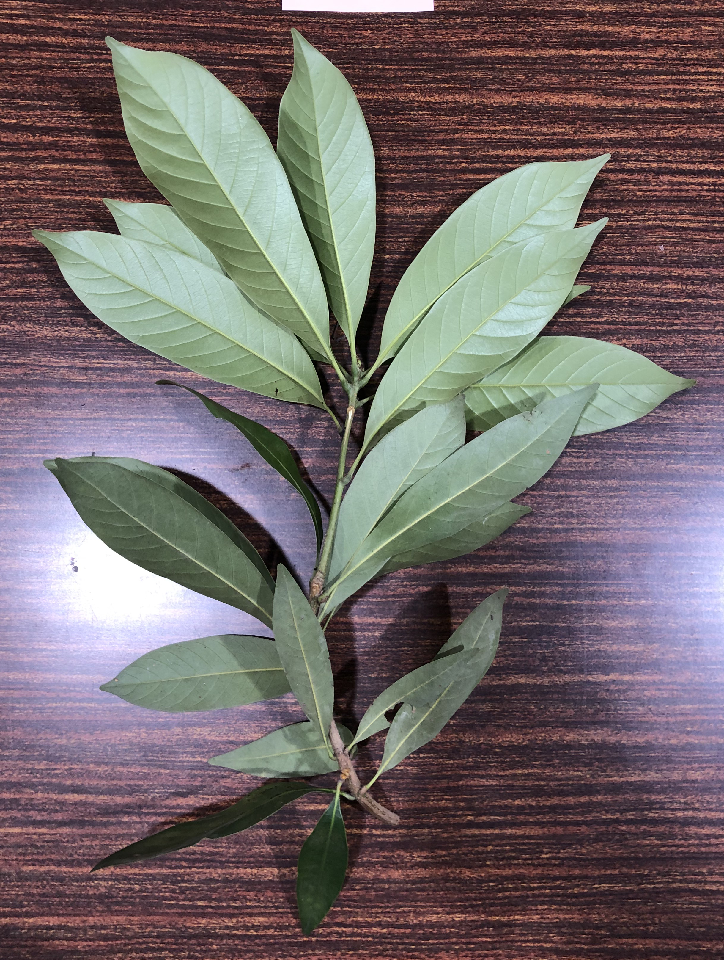 マテバシイ - Lithocarpus edulis