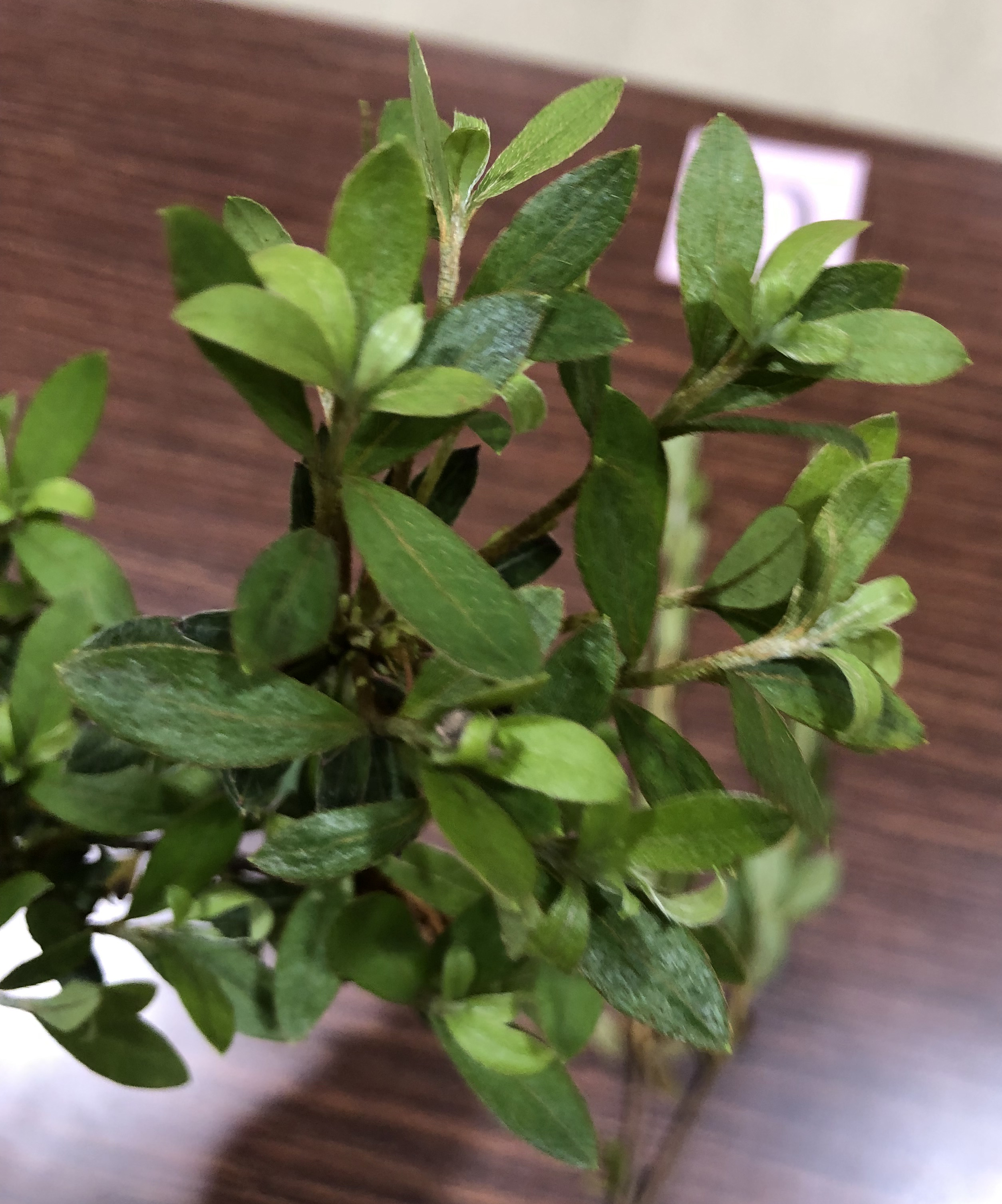 サツキツツジ - Rhododendron indicum